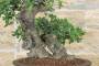 7 - Bonsai di Phillyrea (29)