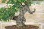 8 - Bonsai di Phillyrea (29)