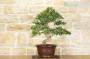 4 - Bonsai di Mirto Pumila (25)