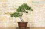 5 - Bonsai di Mirto Pumila (25)