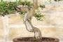 7 - Bonsai di Mirto Pumila (25)