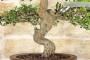 8 - Bonsai di Mirto Pumila (25)