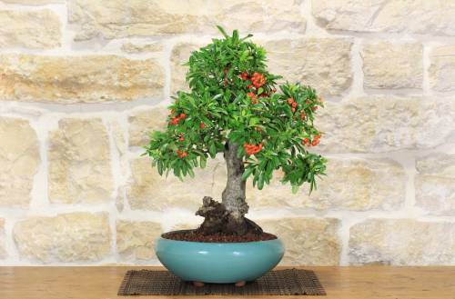 2 - Bonsai di Pyracantha Coccinea (145)