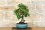 3 - Bonsai di Pyracantha Coccinea (145)