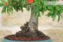 6 - Bonsai di Pyracantha Coccinea (145)