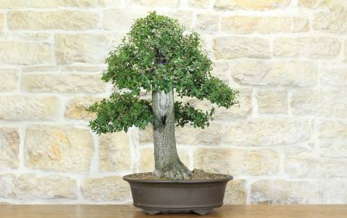 2 - Bonsai di Quercia Riccia (6)