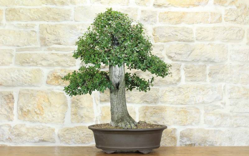 2 - Bonsai di Quercia Riccia (6)