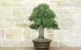 3 - Bonsai di Quercia Riccia (6)