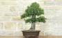 4 - Bonsai di Quercia Riccia (6)