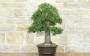 5 - Bonsai di Quercia Riccia (6)