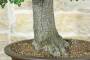 6 - Bonsai di Quercia Riccia (6)
