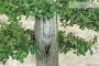 7 - Bonsai di Quercia Riccia (6)