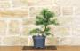 2 - Pre bonsai di Cedro Deodara "Golden Horizon"