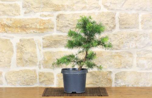 2 - Pre bonsai di Cedro Deodara "Golden Horizon"