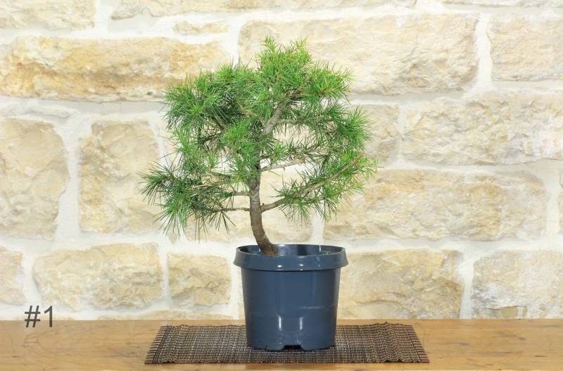 4 - Pre bonsai di Cedro Deodara "Golden Horizon"