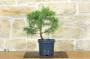 4 - Pre bonsai di Cedro Deodara "Golden Horizon"
