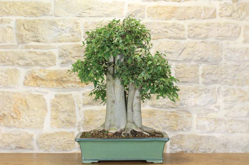 2 - Bonsai di Celtis Australis (15)