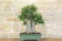 2 - Bonsai di Celtis Australis (15)
