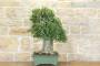 3 - Bonsai di Celtis Australis (15)