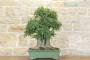 4 - Bonsai di Celtis Australis (15)