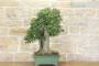 5 - Bonsai di Celtis Australis (15)