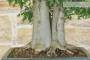 6 - Bonsai di Celtis Australis (15)