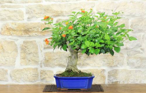 10 - Bonsai di Lantana (36)