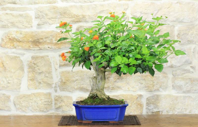 10 - Bonsai di Lantana (36)