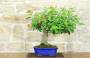10 - Bonsai di Lantana (36)