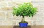 11 - Bonsai di Lantana (36)