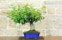 12 - Bonsai di Lantana (36)