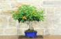 13 - Bonsai di Lantana (36)