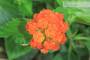 17 - Bonsai di Lantana (36)