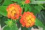 18 - Bonsai di Lantana (36)