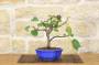 2 - Bonsai di Fico (72)