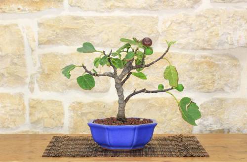 2 - Bonsai di Fico (72)