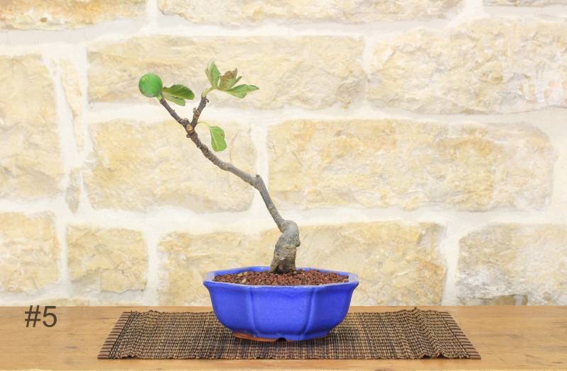 227 - Bonsai di Fico (72)
