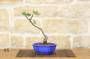 227 - Bonsai di Fico (72)