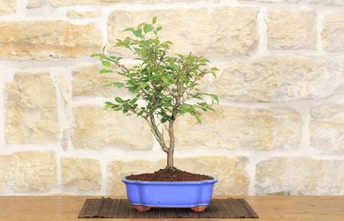 2 - Bonsai di Ciliegio Giapponese Kojo-no-mai