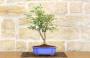 2 - Bonsai di Ciliegio Giapponese Kojo-no-mai