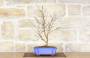 3 - Bonsai di Ciliegio Giapponese Kojo-no-mai