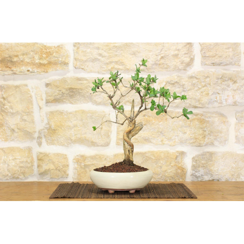 Honeysuckle bonsai tree (31)