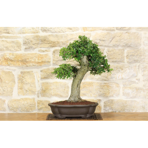 Oliven-Bonsai-Baum (240)
