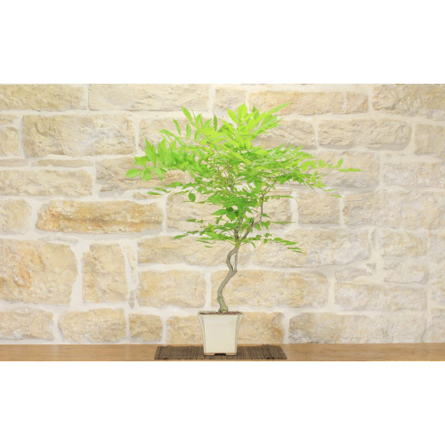 Japanischer Glyzinien-Bonsaibaum (9)