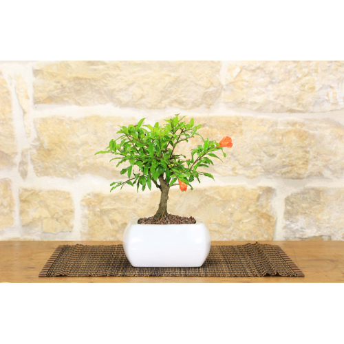 Granatapfel-Bonsaibaum im quadratischen weißen Topf