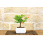 Pomegranate bonsai tree in square white pot