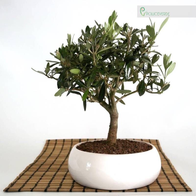 1 - Bonsai di Olivo in ciotola bassa