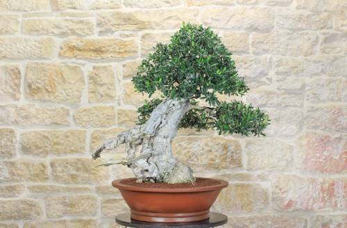 2 - Bonsai di Olivo (159)