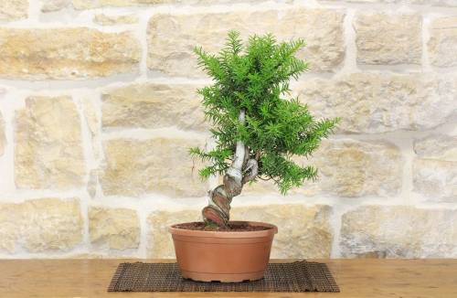 2 - Pre bonsai di Tasso Cuspidata.