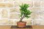 2 - Pre bonsai di Tasso Cuspidata.